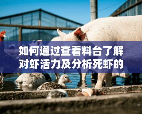 如何通过查看料台了解对虾活力及分析死虾的原因