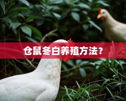 仓鼠冬白养殖方法？