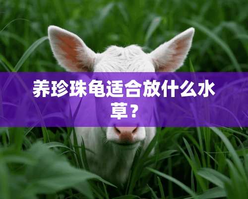 养珍珠龟适合放什么水草？