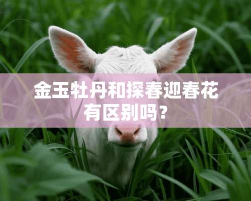 金玉牡丹和探春迎春花有区别吗？