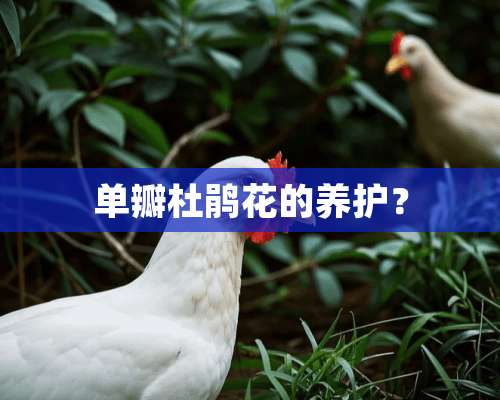 单瓣杜鹃花的养护？