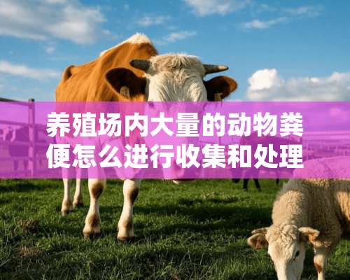 养殖场内大量的动物粪便怎么进行收集和处理？