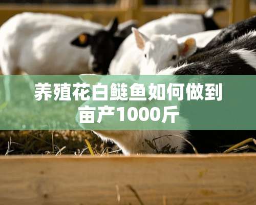 养殖花白鲢鱼如何做到亩产1000斤