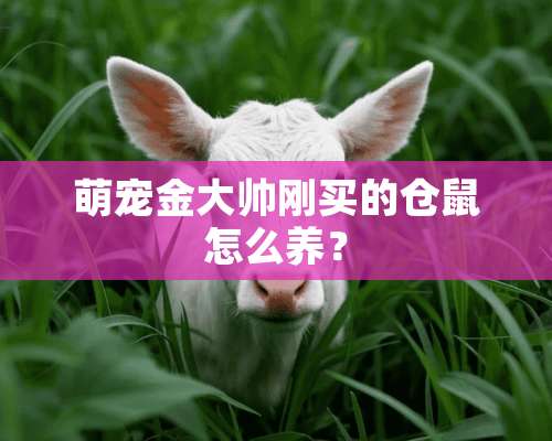 萌宠金大帅刚买的仓鼠怎么养？