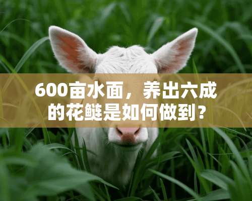 600亩水面，养出六成的花鲢是如何做到？