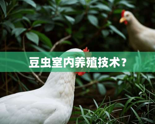 豆虫室内养殖技术？