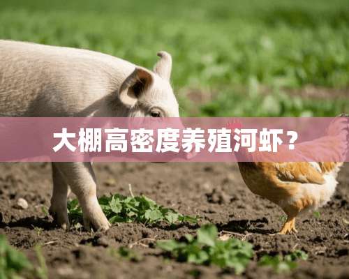 大棚高密度养殖河虾？