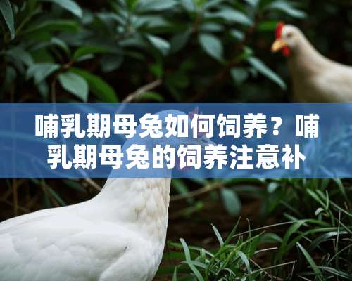 哺乳期母兔如何饲养？哺乳期母兔的饲养注意补料