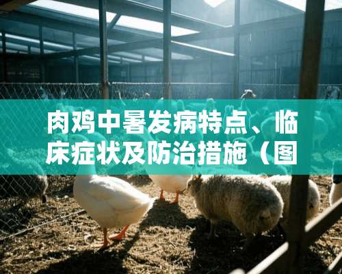 肉鸡中暑发病特点、临床症状及防治措施（图）