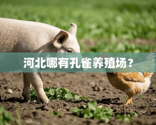 河北哪有孔雀养殖场？