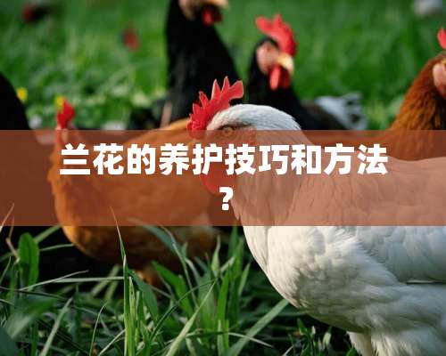 兰花的养护技巧和方法？