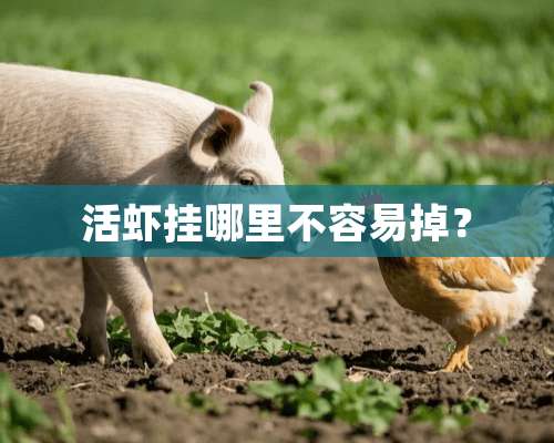 活虾挂哪里不容易掉？