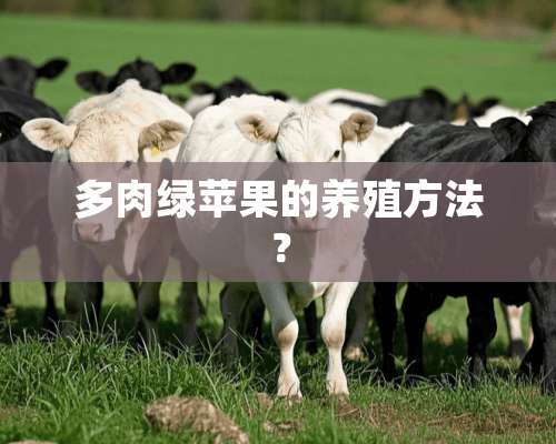 多肉绿苹果的养殖方法？