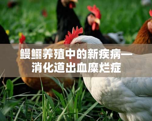 鳗鲡养殖中的新疾病—消化道出血糜烂症