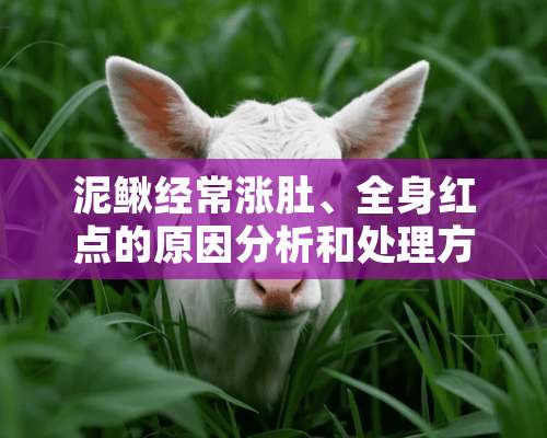 泥鳅经常涨肚、全身红点的原因分析和处理方法