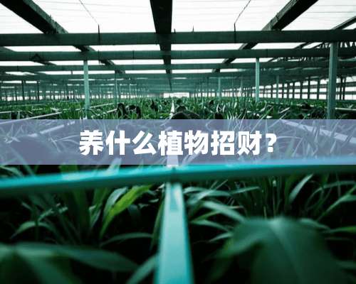 养什么植物招财？