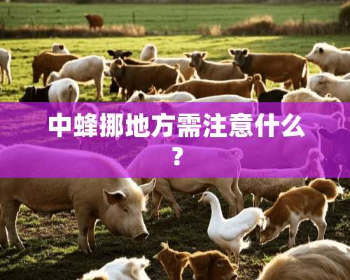 中蜂挪地方需注意什么？