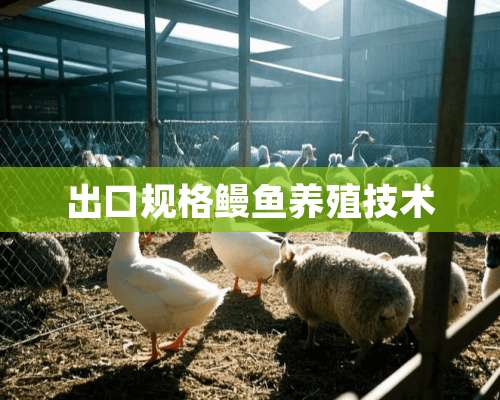 出口规格鳗鱼养殖技术