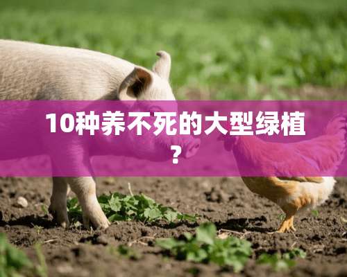 10种养不死的大型绿植？