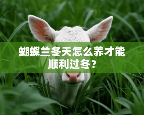 蝴蝶兰冬天怎么养才能顺利过冬？