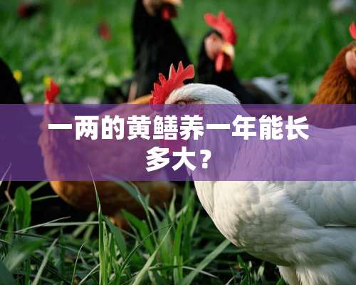 一两的黄鳝养一年能长多大？