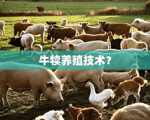 牛犊养殖技术？