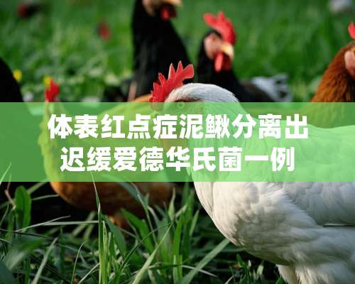 体表红点症泥鳅分离出迟缓爱德华氏菌一例