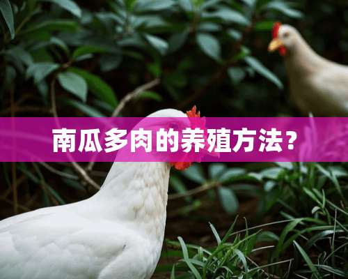 南瓜多肉的养殖方法？