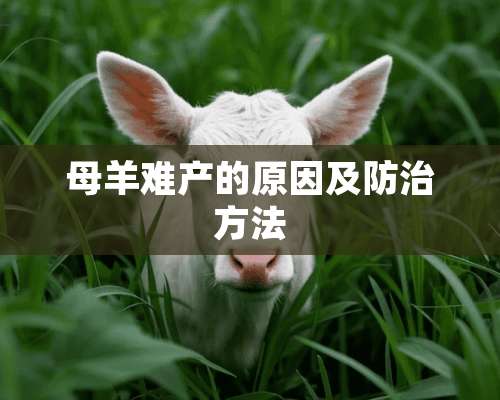 母羊难产的原因及防治方法