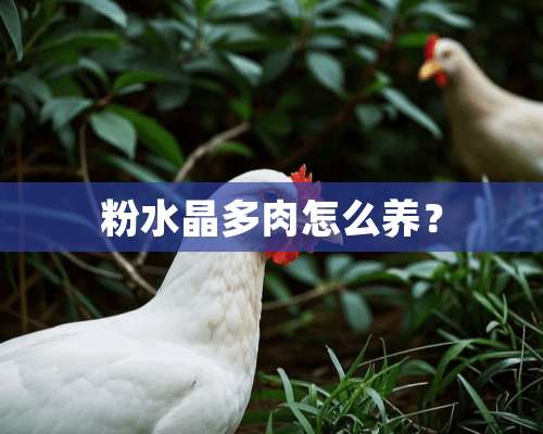 粉水晶多肉怎么养？