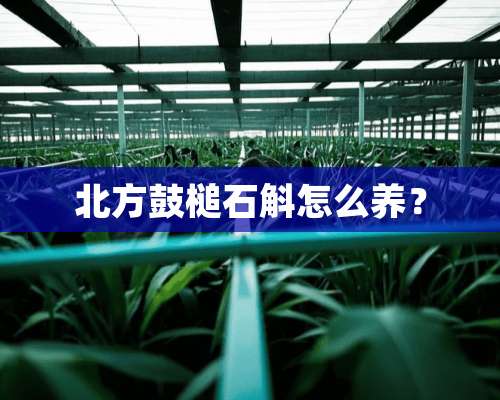 北方鼓槌石斛怎么养？