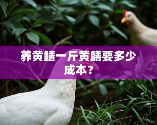 养黄鳝一斤黄鳝要多少成本？