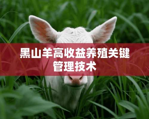 黑山羊高收益养殖关键管理技术