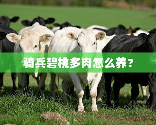 骑兵碧桃多肉怎么养？