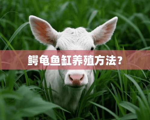 鳄龟鱼缸养殖方法？