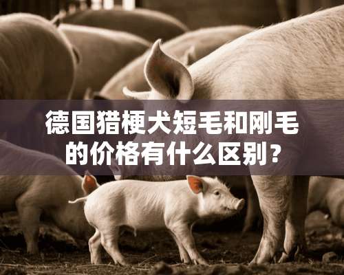 德国猎梗犬短毛和刚毛的价格有什么区别？