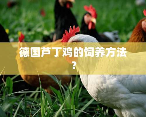 德国芦丁鸡的饲养方法？