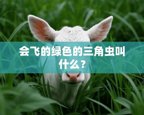 会飞的绿色的三角虫叫什么？