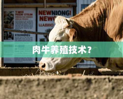 肉牛养殖技术？