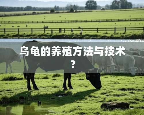 乌龟的养殖方法与技术？