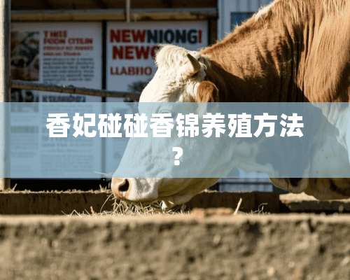 香妃碰碰香锦养殖方法？