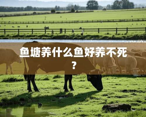 鱼塘养什么鱼好养不死？