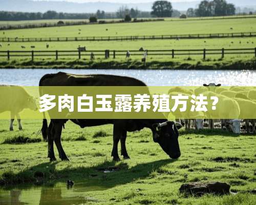 多肉白玉露养殖方法？