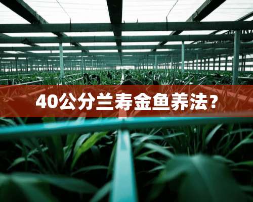 40公分兰寿金鱼养法？