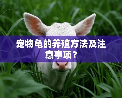 宠物龟的养殖方法及注意事项？