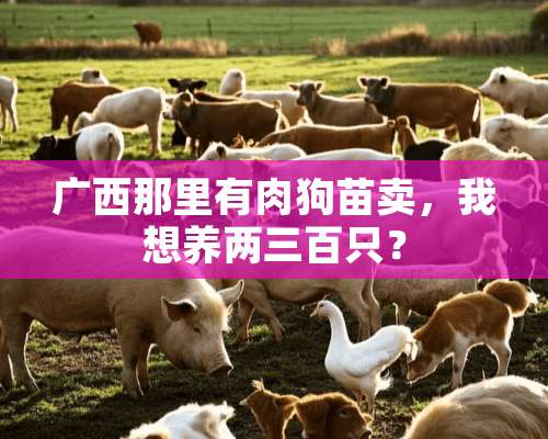 广西那里有肉狗苗卖，我想养两三百只？