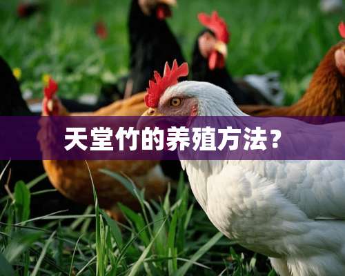 天堂竹的养殖方法？