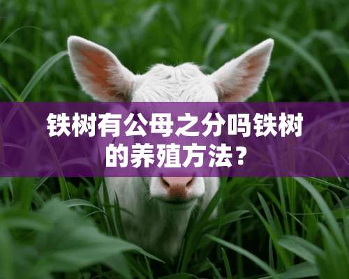 铁树有公母之分吗铁树的养殖方法？