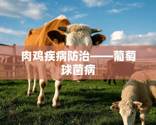 肉鸡疾病防治——葡萄球菌病