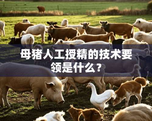 母猪人工授精的技术要领是什么？